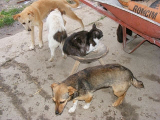 Ronja , Emma und Florica